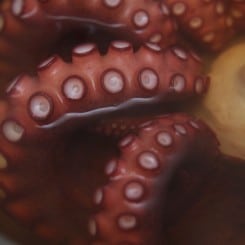 Pulpo a'la Gallega